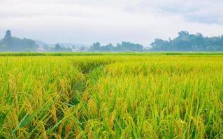 green-rice-fields-in-the-rainy-season-and-mountains-beautiful-natural-scenery-free-photo